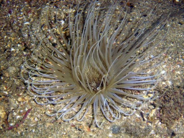 estudo-revela-diversidade-microbiana-inedita-em-anemonas-de-tubo