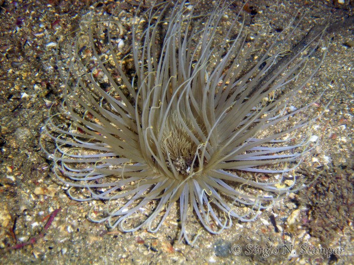 estudo-revela-diversidade-microbiana-inedita-em-anemonas-de-tubo