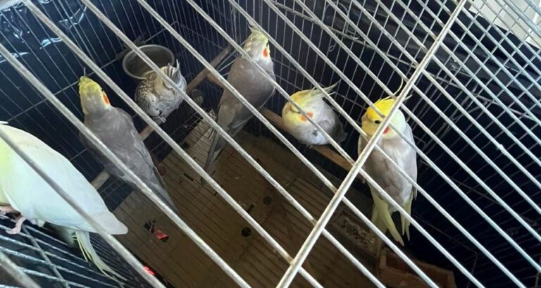 operacao-conjunta-retira-aves-exoticas-de-fernando-de-noronha