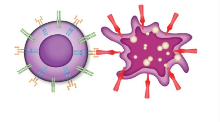 pesquisadores-do-brasil-e-da-franca-vao-testar-nova-terapia-celular-contra-tipo-de-cancer