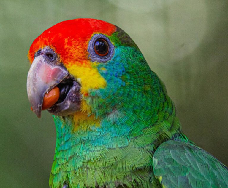 papagaio-chaua-volta-ao-seu-habitat-em-reserva-de-mata-atlantica