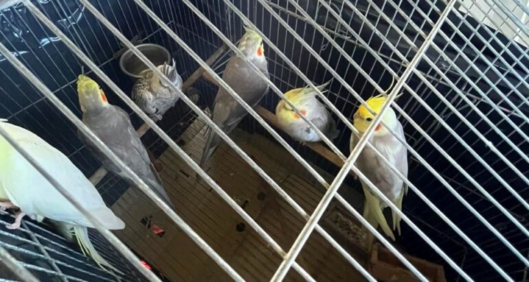 operacao-conjunta-retira-aves-exoticas-de-fernando-de-noronha