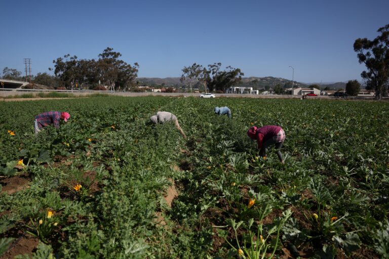 batidas-de-imigracao-deixam-safras-sem-colheita-e-fazendas-da-california-em-risco