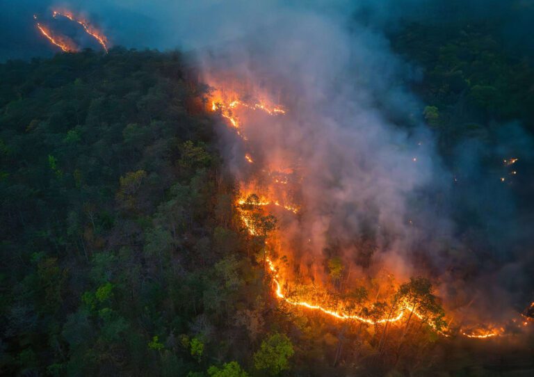 estudo-liga-extincao-em-massa-a-perda-de-florestas-tropicais