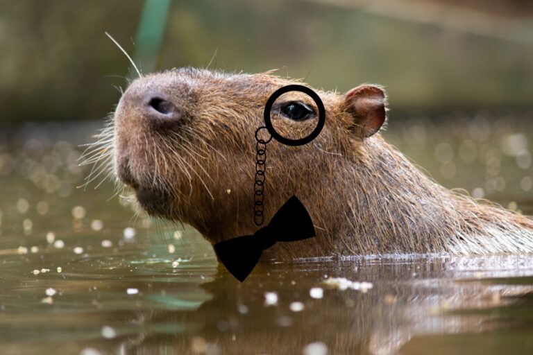 qual-o-masculino-de-capivara?