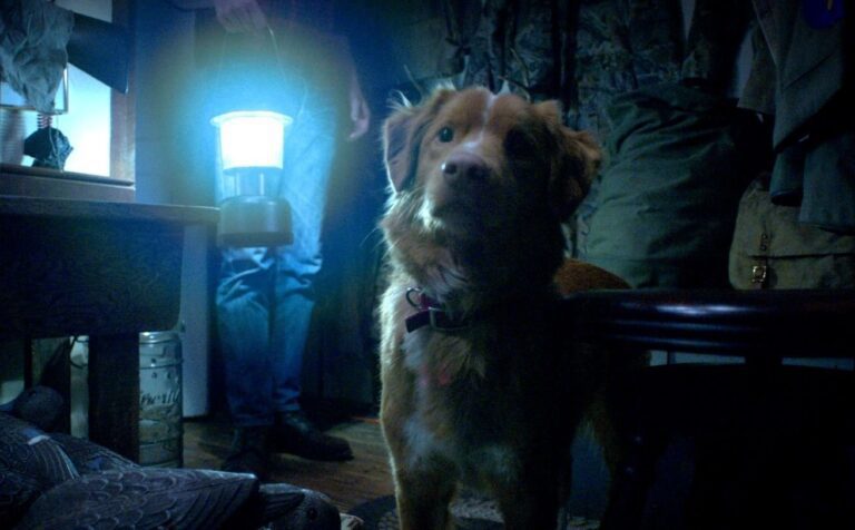 conheca-good-boy,-filme-de-terror-mostrado-na-perspectiva-de-um-cao