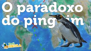 videoaula:-por-que-nao-existem-pinguins-no-hemisferio-norte?-–-brasil-escola