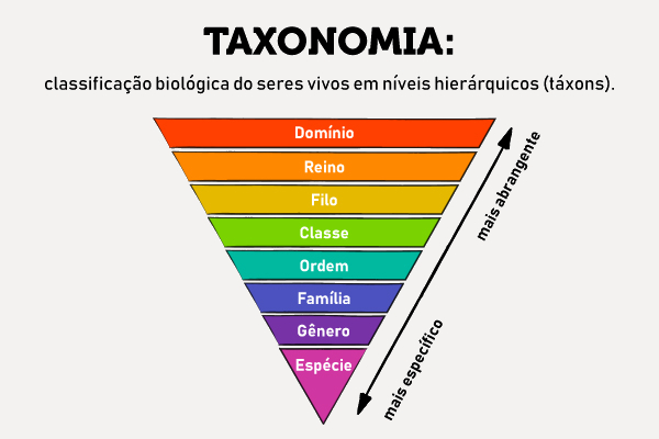 taxonomia-–-brasil-escola