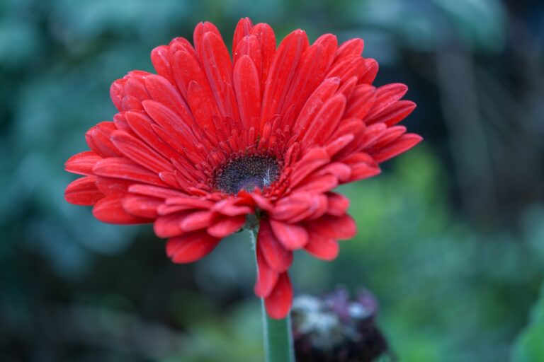 qual-o-aumentativo-de-flor:-florzao-ou-florzona?