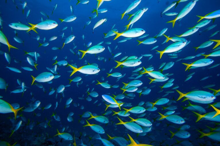 qual-e-o-coletivo-de-peixes?
