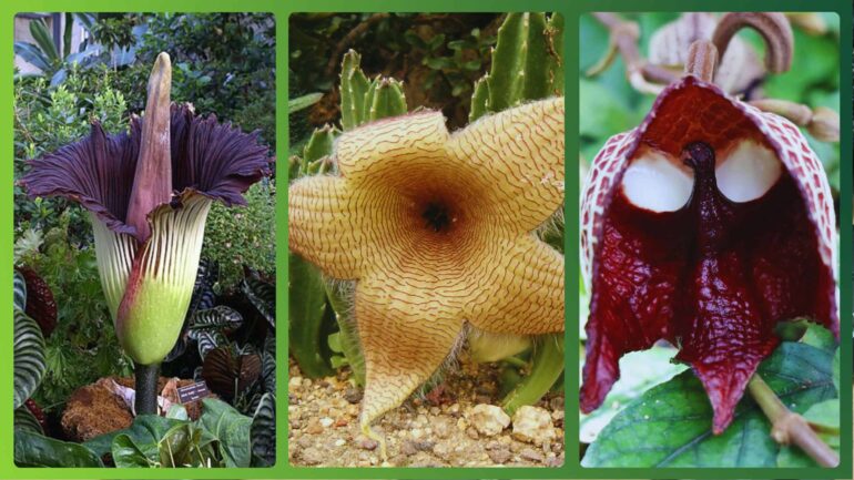 8-plantas-tao-estranhas-que-parecem-alienigenas