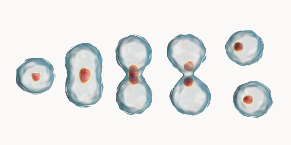 mitose-e-meiose-–-brasil-escola